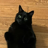 MINGYI SU's profile picture